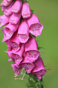 Foxglove.