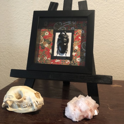 Here are several framed taxidermy art pieces that I have made within the past year. Some of these pi