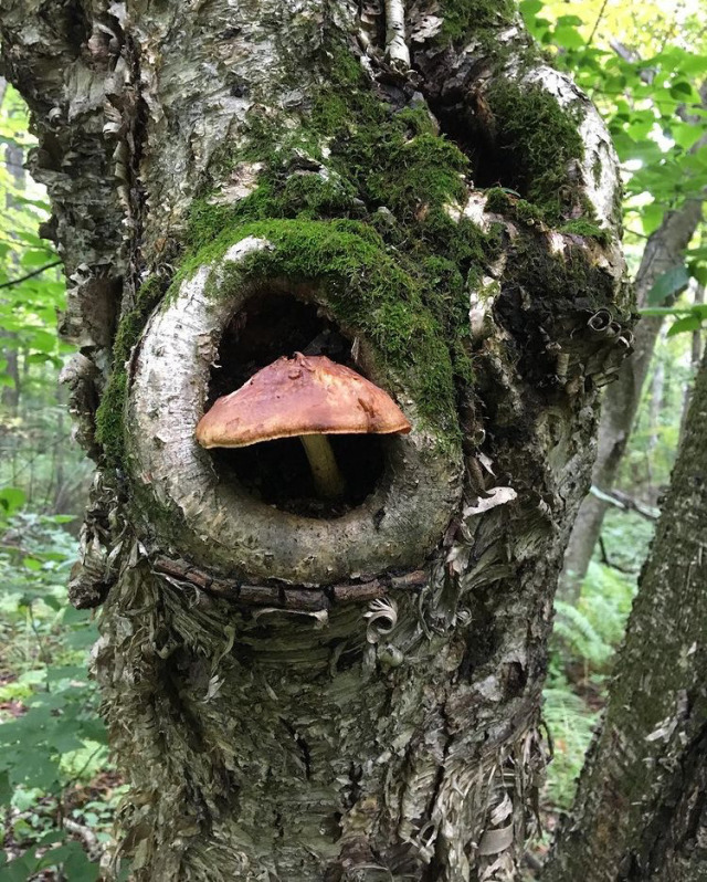 happyheidi:mushrooms in trees ♡(via) 