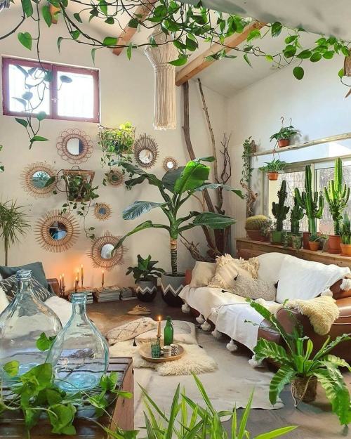 gardenspirits:Plant filled interiors