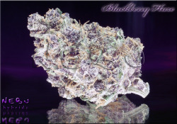 blackberryhaze:  YUMMY