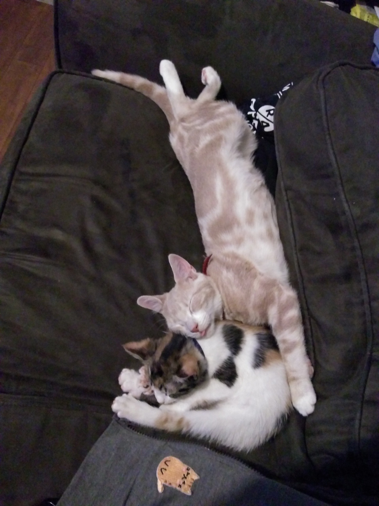 thefoxydarwin:  The most comfortable sleeping positions.