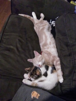 thefoxydarwin:  The most comfortable sleeping positions.