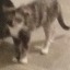 clementhecat
