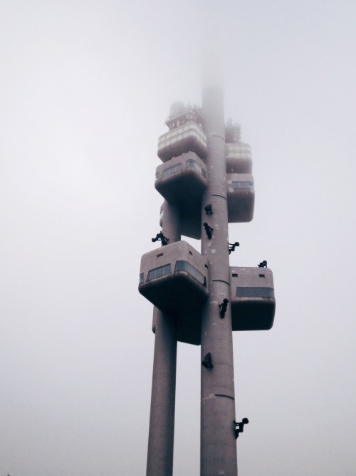 danielodowd:  Diana Vishnevetskaya