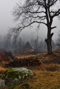 urbanissues: moody-nature: Well prepared for winter | By muerners  vertical landscapes 