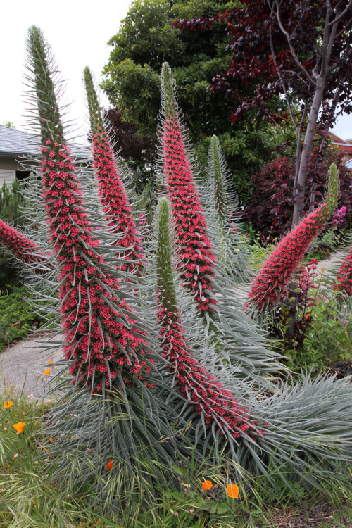 flora-file: Echium wildprettii (by anniesannuals)