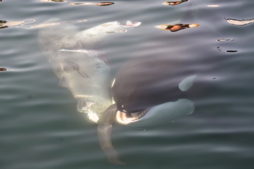 Some more images of the recent sighting (05.27.2015) of Orca preying upon a beaked whale calf near R