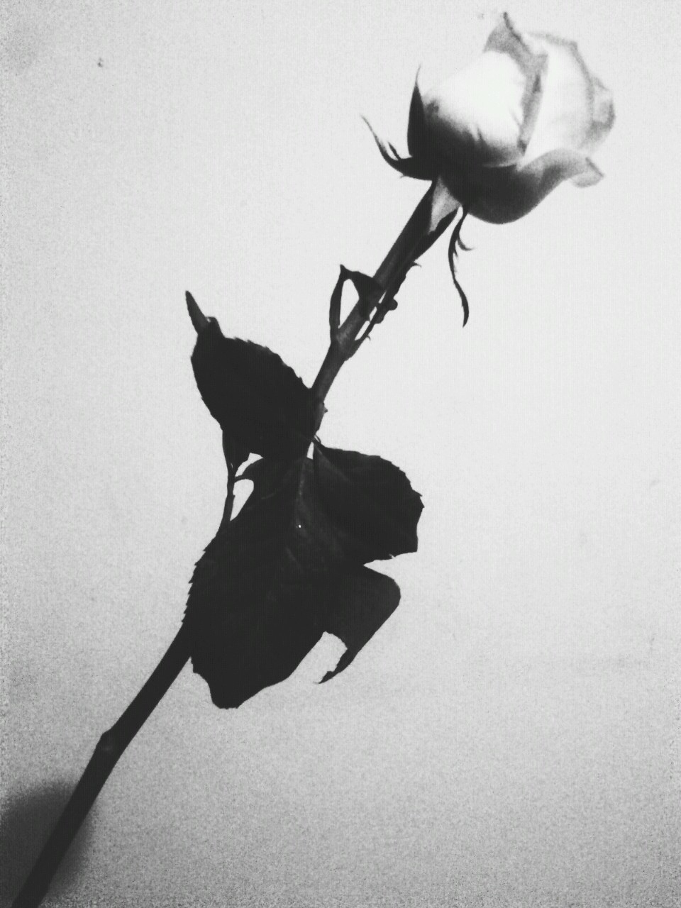 apricity