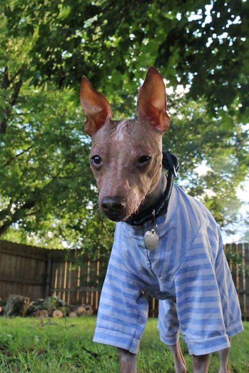 sillyshelterdogs:Roscoe B. DeMilleAmerican Hairless Terrier |M| North Norwich, NY“He is a 9 year old