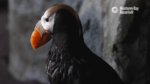 montereybayaquarium:When life gets you huffin’, time to relax and appreciate a puffin!