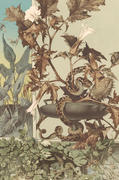 clawmarks:Anton Seder - Die Pflanze in Kunst und Gewerbe - Naturalistischer Teil, Plate 95 - 1887 - 