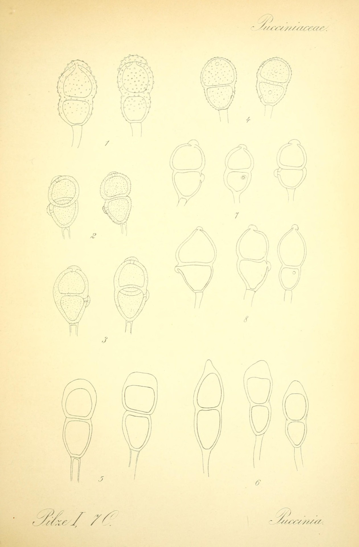 🌸 Prof. Dr. Thomé’s Flora von Deutschland, Österreich und der Schweiz, in Wort und Bild, für Schule und Haus ; mit . . Tafeln . . von Walter Müller.
Gera-Untermhaus: F.E. Khler, 1886-1934.