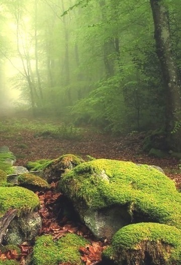 Magical Forest, France