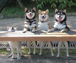 awwww-cute:  Table doggos (Source: http://ift.tt/2yXOgbf)