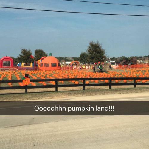 All the #pumkins here in #dallas I love this place.#halloween #pumpkinspiceeverything