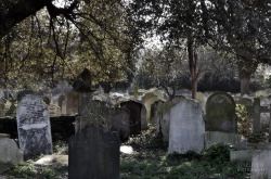 liselotte-e:  Brompton Cemetery, London, UK. 