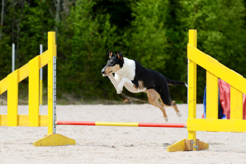 Puppy learning! I’d say she knows how to jump! Haha.