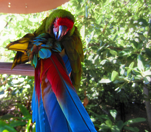 eleffants: coconutacai:  tropic-ae:  tropic-ae:  ☼Tropical☼     ☼☯  Jungle X Tropical