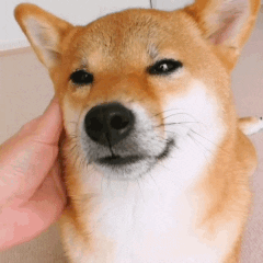 Dragonology Doge