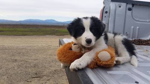 awkward-spider:  awwww-cute:  Farm dog in training  🎈