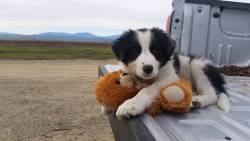 cuteanimalsawwww: Farm dog in training. via