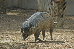 edwardspoonhands:  wtfevolution:  Evolution produced the Visayan warty pig during an angsty adolescent phase. Don’t ask.   Awwww…he’s so emo…