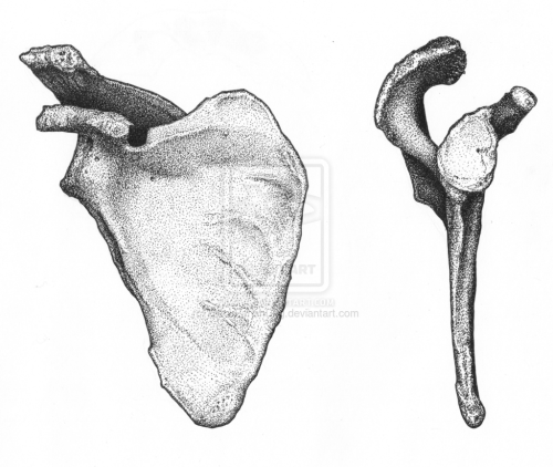 Scapula Ventral And Lateral Views by BlackPariahDog Right scapula, human.