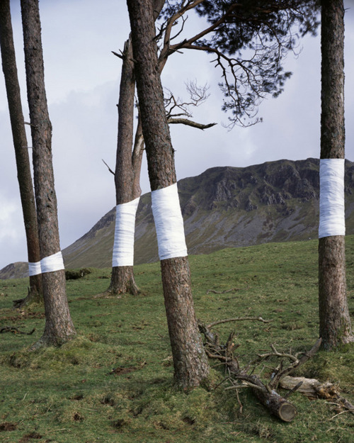 hifas:Tree, Line Zander Olsen