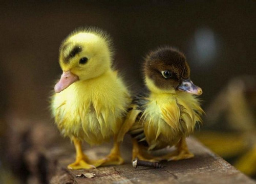 my-teen-quote:  feeling sad? look at this baby animal blog!