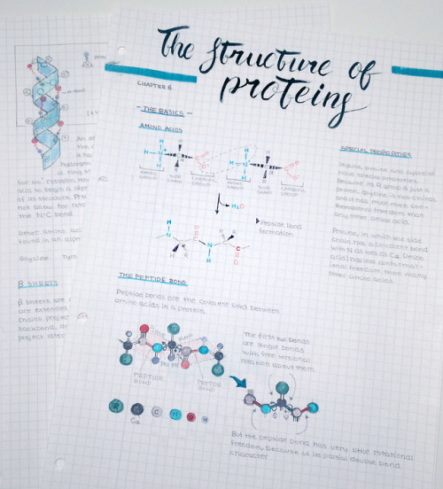 Notes on protein structure! It took some time but I enjoyed making them.