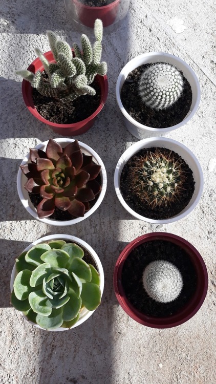 the-cactus-noobie: morning sun