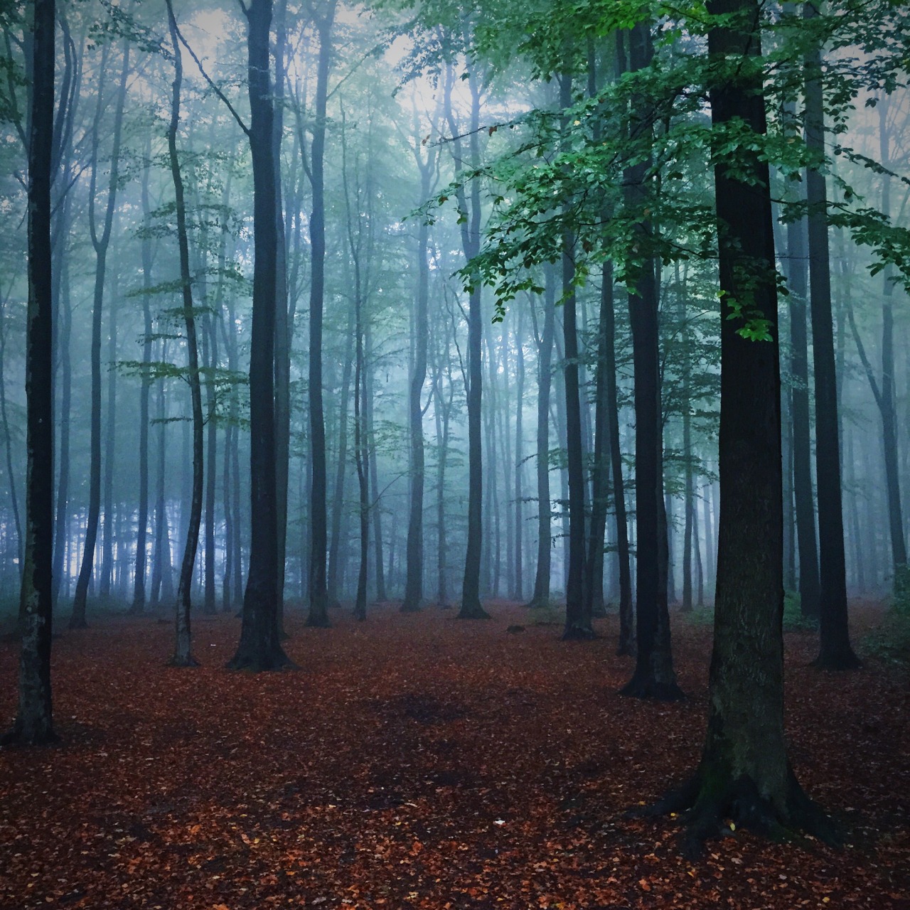 danielodowd:  Tong Su