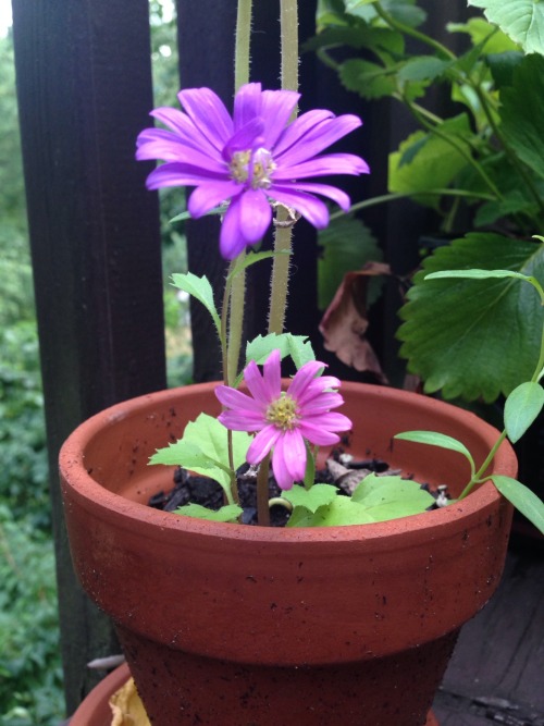 neeglect:  they have finally decided to sprout!