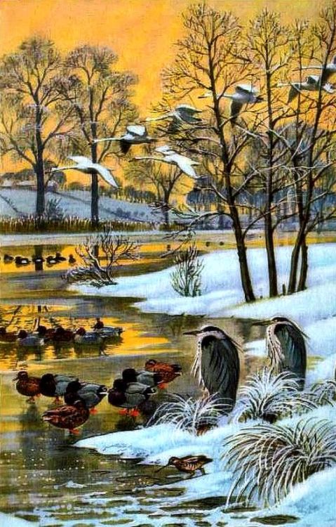 “What to look for in winter” - Ladybird series. 1960s.