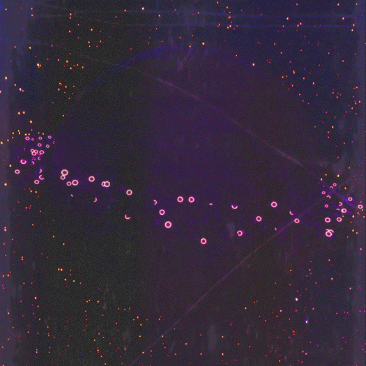dualvoidanima:  ‘the_last_plum’
