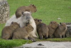 animalssittingoncapybaras:  Capybara Playtime