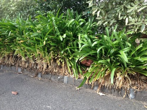 meme-meme:My friend who is a gardener sends me photos of himself at work.PAHAAAAAA