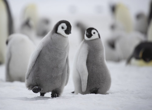 run-bird-run:Emperor Penguin (Aptenodytes forsteri)© Richard McManus