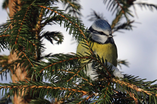 michaelnordeman:Blue tit/blåmes.