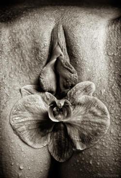 racusophy:  annantan:  Lente éclosion d’une fleur de plaisir   Dos muy hermosos órganos de la naturaleza viviente 