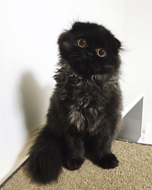 pastel-irkens-and-dickens:  alphatexan:  a-court-of-chronicles:  catpella:  brainfartsbyme:  This cat would get everything from me  yeah this cat has such a big eyed woe-is-me that it could have everything it ever asked for  @cocotingo  Omg   I want one