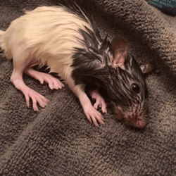 forgotten-in-love:  Another update on the young female feeder rat I rescued from awful conditions at Critter Cabana. She was kept in one of many long pull-out bins in the back of the store with about 40 other rats in one bin, no huts, no toys just moldy