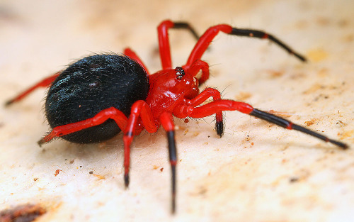 nick-porch:Red-and-Black Spiders - Kidding Right?Members of the spider family Nicodamidae are, like 