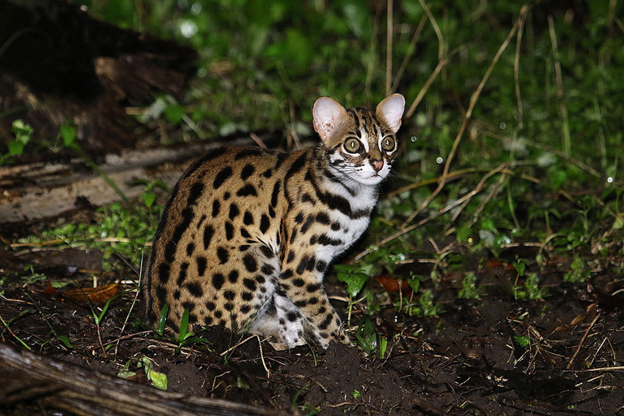 tumblunni:  awesome-picz:    Rare Wild Cat Species You Probably Didn’t Know Exist.