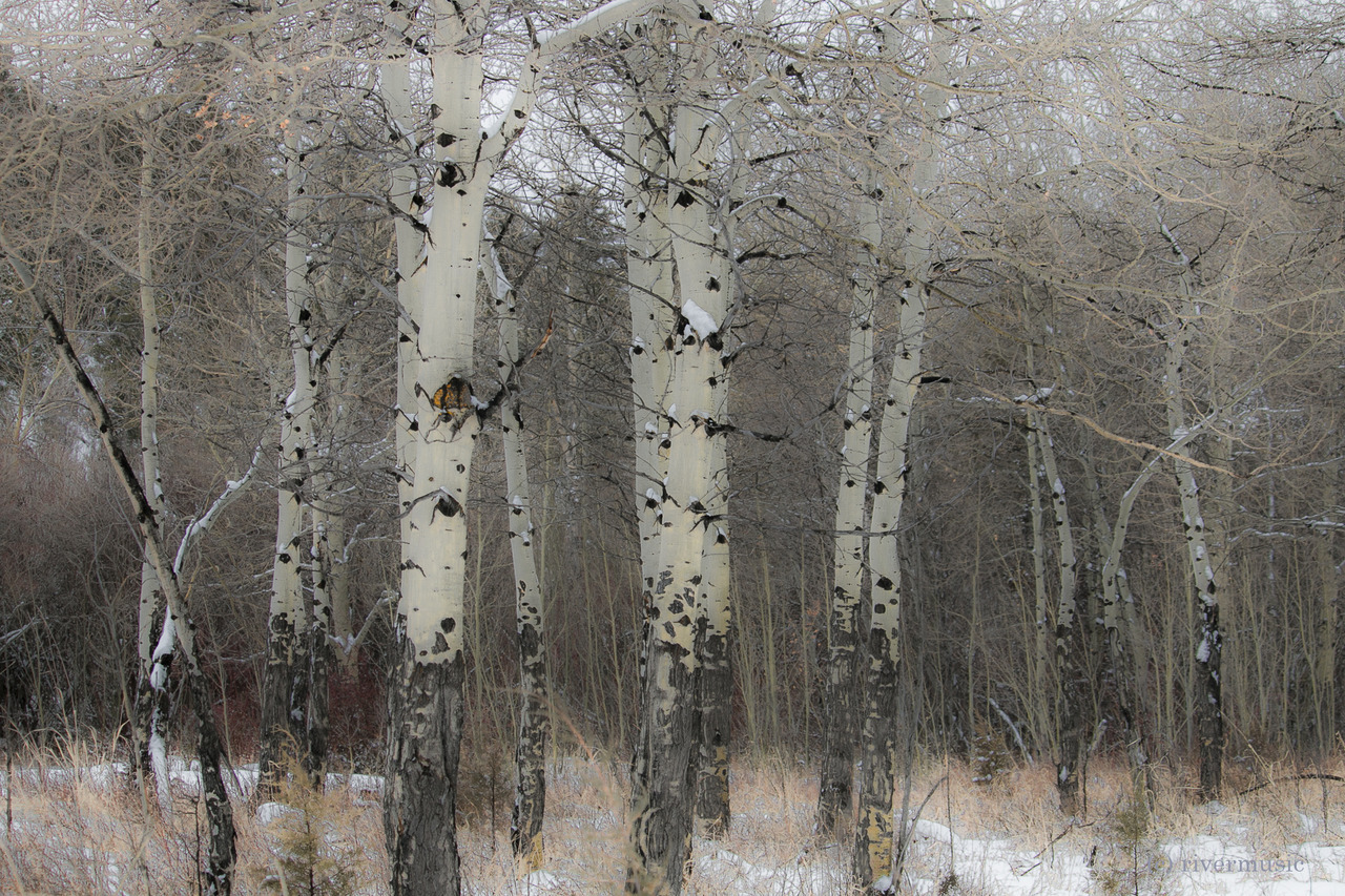 riverwindphotography:  Trunks riverwindphotography, 2018 