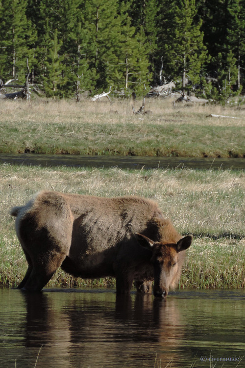A female Elk (Cervus elaphus) drinks peacefully at dusk, Madison River, western Yellowstone National