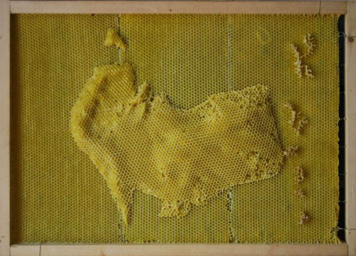 mapsontheweb:  Upside down beeswax map of Australia.