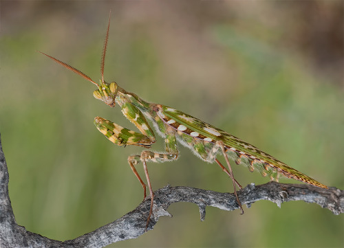 onenicebugperday: Thistle mantis, Blepharopsis mendica, Empusidae Found in northern Africa, parts of