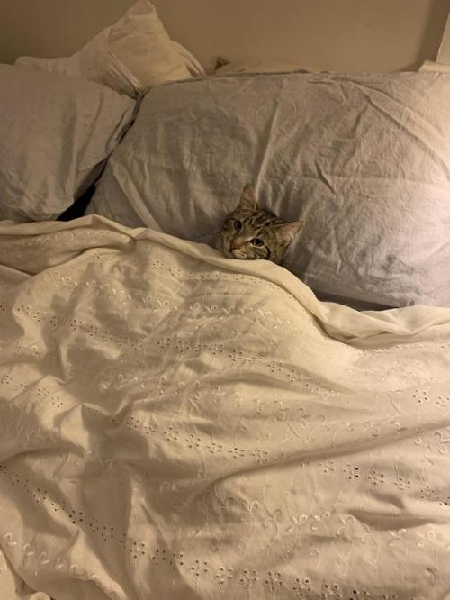 thinkveganworld:cutefunnybabyanimals:He waits patiently for cuddles in bed like this every night via